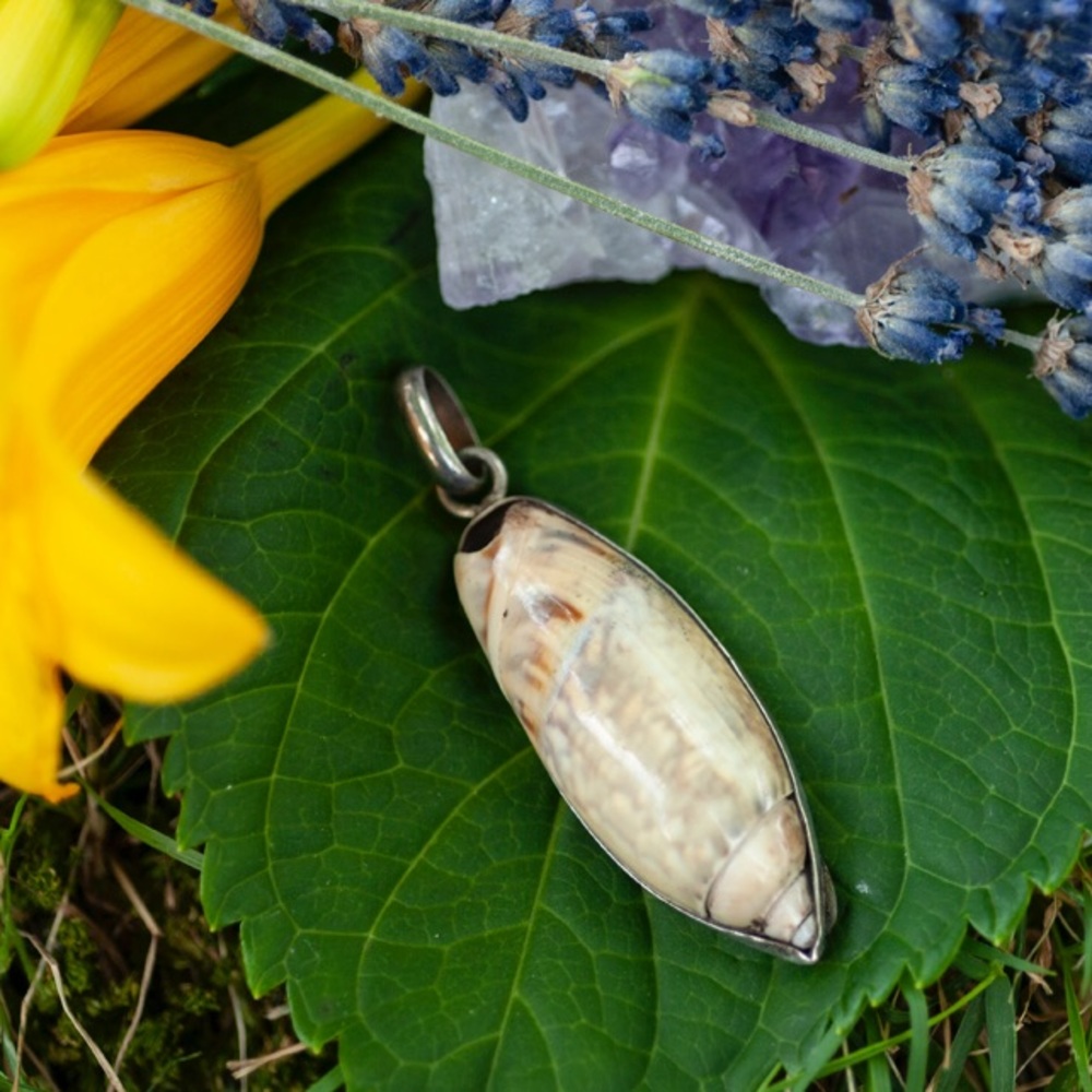 Fossil Pendant with Silver Clasp